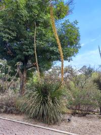 Dasylirion acrotrichum image
